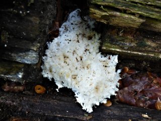 Korálovec bukový (Hericium clathroides) od MV