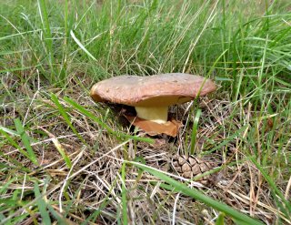 Klouzek obecný (Suillus luteus) od MV