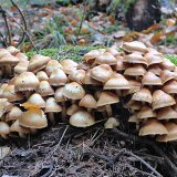 Opeňka měnlivá (Kuehneromyces mutabilis) od MV