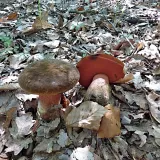 Hřib kovář (Neoboletus luridiformis) od MV