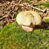 Hřib kříšť (Caloboletus calopus) od MV