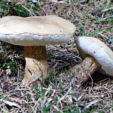 Hřib žlučník (Tylopilus felleus) od MV