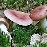 Holubinka mandlová (Russula vesca) od MV