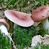 Holubinka mandlová (Russula vesca) od MV