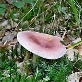 Holubinka mandlová (Russula vesca) od MV