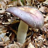 Holubinka namodralá (Russula cyanoxantha) od MV