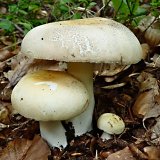 Holubinka nazelenalá (Russula virescens) od MV