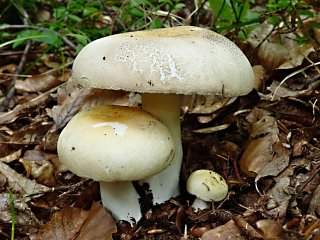 Holubinka nazelenalá (Russula virescens) od MV