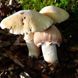 Sluka svraskalá (Cortinarius caperatus) od MV