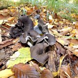 Stroček trubkovitý (Craterellus cornucopioides) od MV