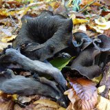 Stroček trubkovitý (Craterellus cornucopioides) od MV