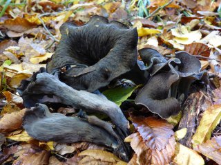 Stroček trubkovitý (Craterellus cornucopioides) od MV