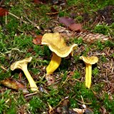 Liška nálevkovitá (Cantharellus tubaeformis) od MV