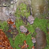 Hlíva ústřičná (Pleurotus ostreatus) od MV