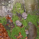 Hlíva ústřičná (Pleurotus ostreatus) od MV
