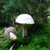 Kozák bílý (Leccinum holopus) od MV