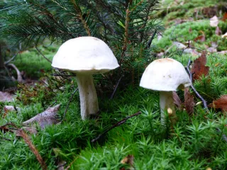 Kozák bílý (Leccinum holopus) od MV