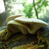 Hlíva plicní (Pleurotus pulmonarius) od MV