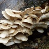 Hlíva plicní (Pleurotus pulmonarius) od MV