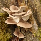 Hlíva plicní (Pleurotus pulmonarius) od MV