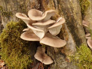 Hlíva plicní (Pleurotus pulmonarius) od MV