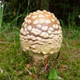 Muchomůrka královská (Amanita regalis) od MV