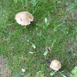 Muchomůrka královská (Amanita regalis) od MV