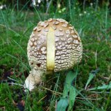 Muchomůrka královská (Amanita regalis) od MV