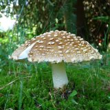 Muchomůrka královská (Amanita regalis) od MV