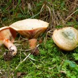 Ryzec smrkový (Lactarius deterrimus) od MV