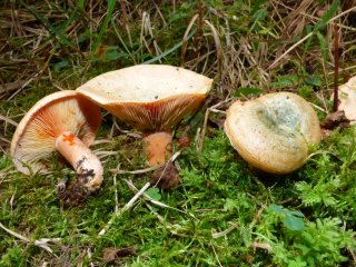 Ryzec smrkový (Lactarius deterrimus) od MV