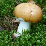 Holubinka odbarvená (Russula decolorans) od MV