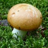 Holubinka odbarvená (Russula decolorans) od MV