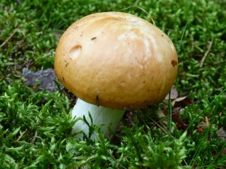 Holubinka odbarvená (Russula decolorans) od MV