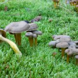 Liška nálevkovitá (Cantharellus tubaeformis) od MV