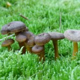 Liška nálevkovitá (Cantharellus tubaeformis) od MV