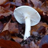 Šťavnatka slonovinová (Hygrophorus eburneus) od MV