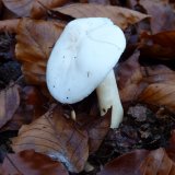 Šťavnatka slonovinová (Hygrophorus eburneus) od MV