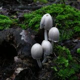 Hnojník inkoustový (Coprinopsis atramentaria) od Tony52