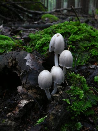 Hnojník inkoustový (Coprinopsis atramentaria) od Tony52