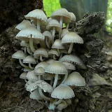 Hnojník nasetý (Coprinellus disseminatus) od Tony52