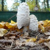 Hnojník obecný (Coprinus comatus) od Tony52