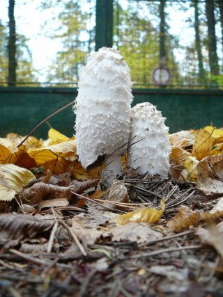 Hnojník obecný (Coprinus comatus) od Tony52