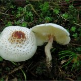 Bedla hřebenitá (Lepiota cristata) od vevanek