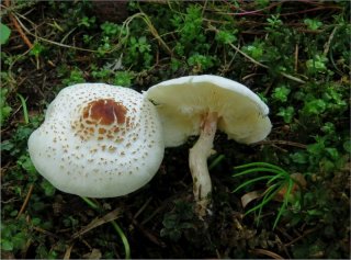 Bedla hřebenitá (Lepiota cristata) od vevanek