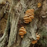 Čechratka sklepní (Tapinella panuoides) od vevanek