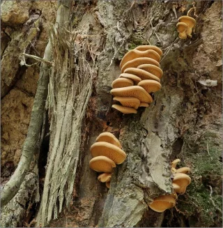 Čechratka sklepní (Tapinella panuoides) od vevanek