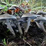 Čirůvka kroužkatá (Tricholoma cingulatum) od vevanek