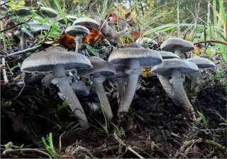 Čirůvka kroužkatá (Tricholoma cingulatum) od vevanek