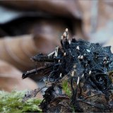 Dřevnatka číškomilná (Xylaria carpophila) od vevanek